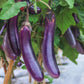Purely Organic Long Purple Eggplant Seeds - USDA Organic