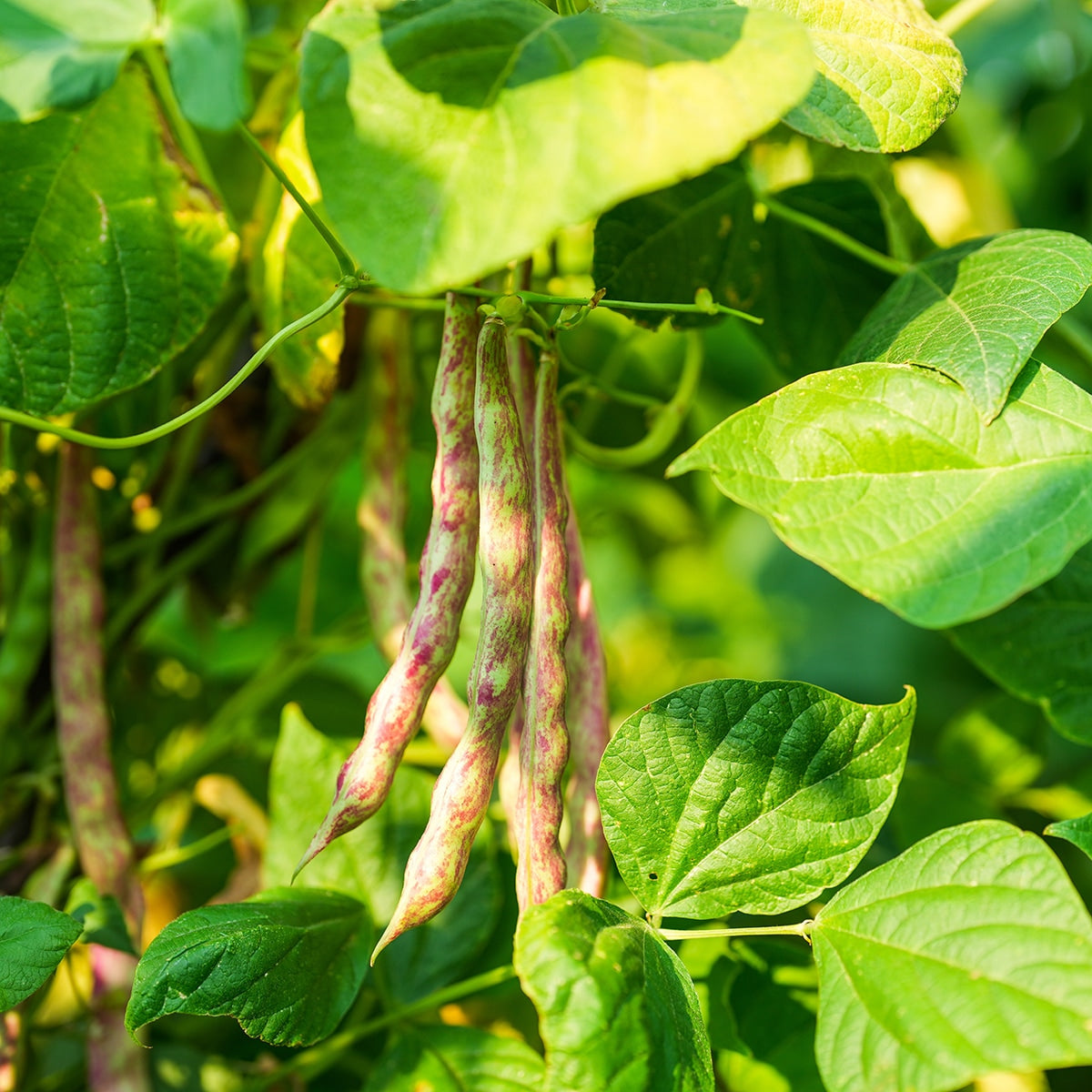 Purely Organic Pinto Beans - USDA Organic