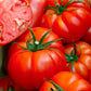 Purely Organic Ponderosa Red Beefsteak Tomato Seeds - USDA Organic