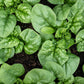 Purely Organic Bloomsdale Long Standing Spinach Seeds - USDA Organic