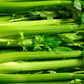 Purely Organic Utah Tall Celery Seeds - USDA Organic