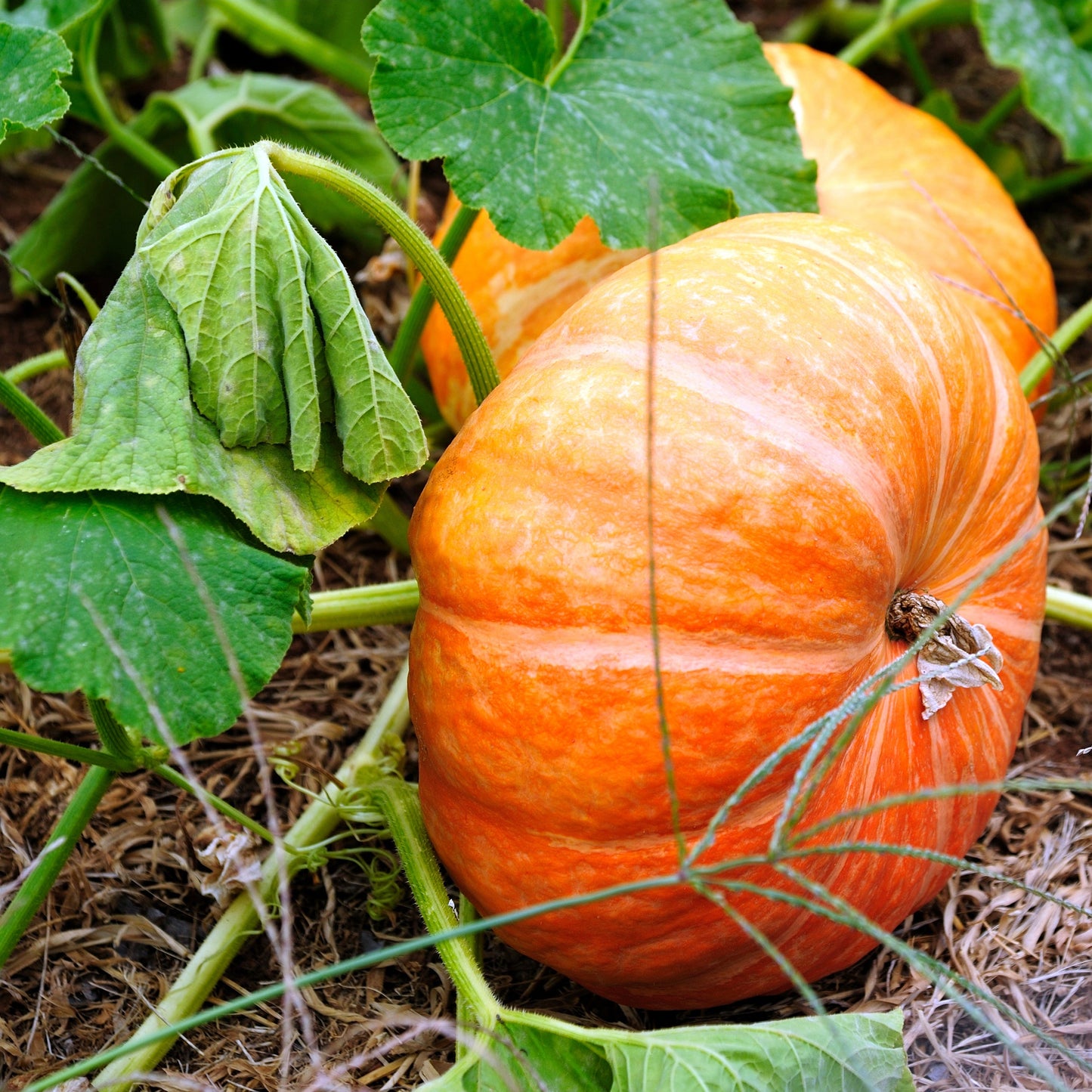 Purely Organic Cinderella Pumpkin Seeds - USDA Organic