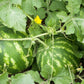 Purely Organic Crimson Sweet Watermelon Seeds - USDA Organic