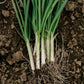 Purely Organic Bunching Evergreen Onion Seeds - USDA Organic