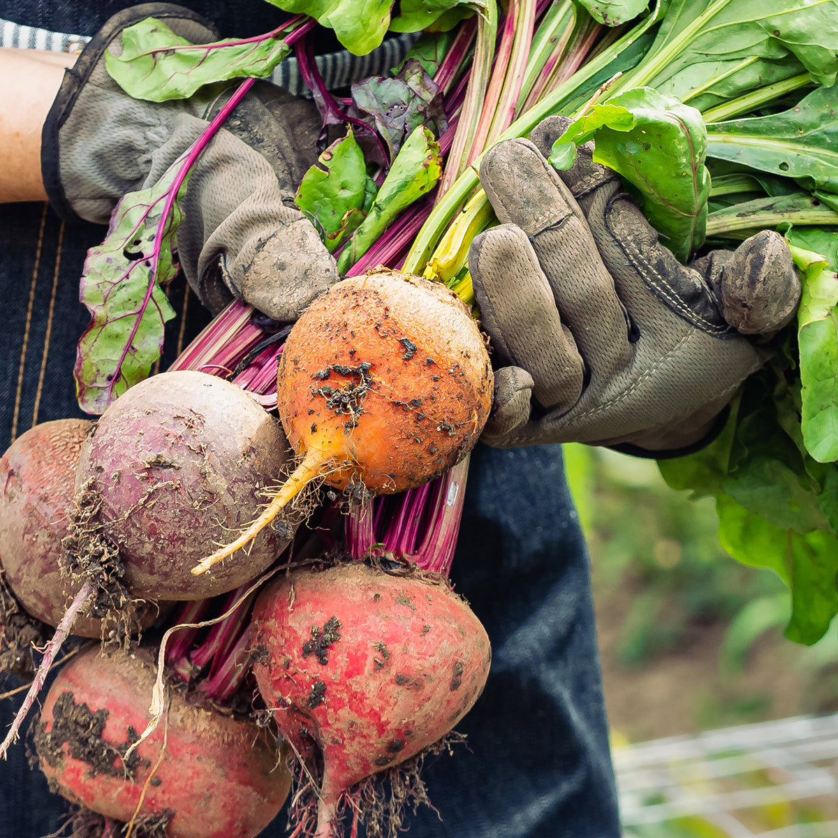Purely Organic Golden Detroit Beet Seeds - USDA Organic