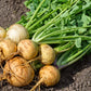 Purely Organic Golden Globe Turnip Seeds - USDA Organic
