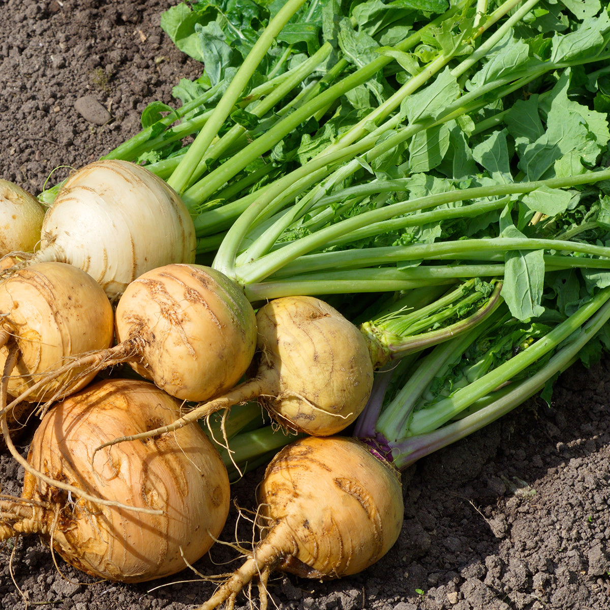Purely Organic Golden Globe Turnip Seeds - USDA Organic