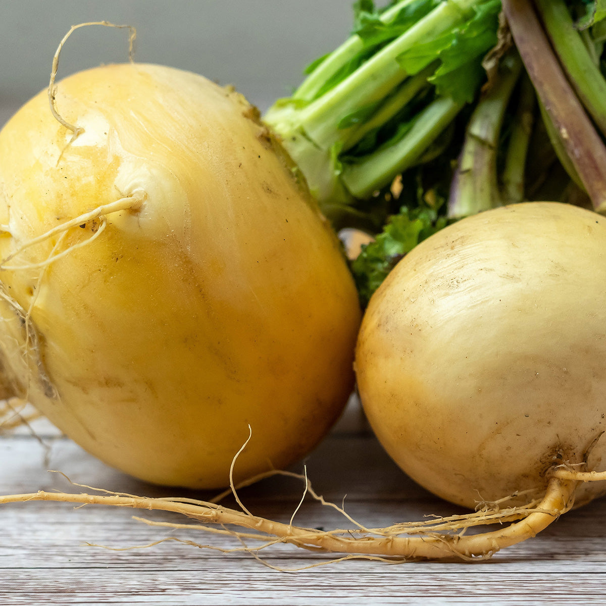 Purely Organic Golden Globe Turnip Seeds - USDA Organic