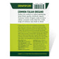 Purely Organic Common Italian Oregano Seeds - USDA Organic