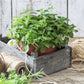 Purely Organic Common Italian Oregano Seeds - USDA Organic