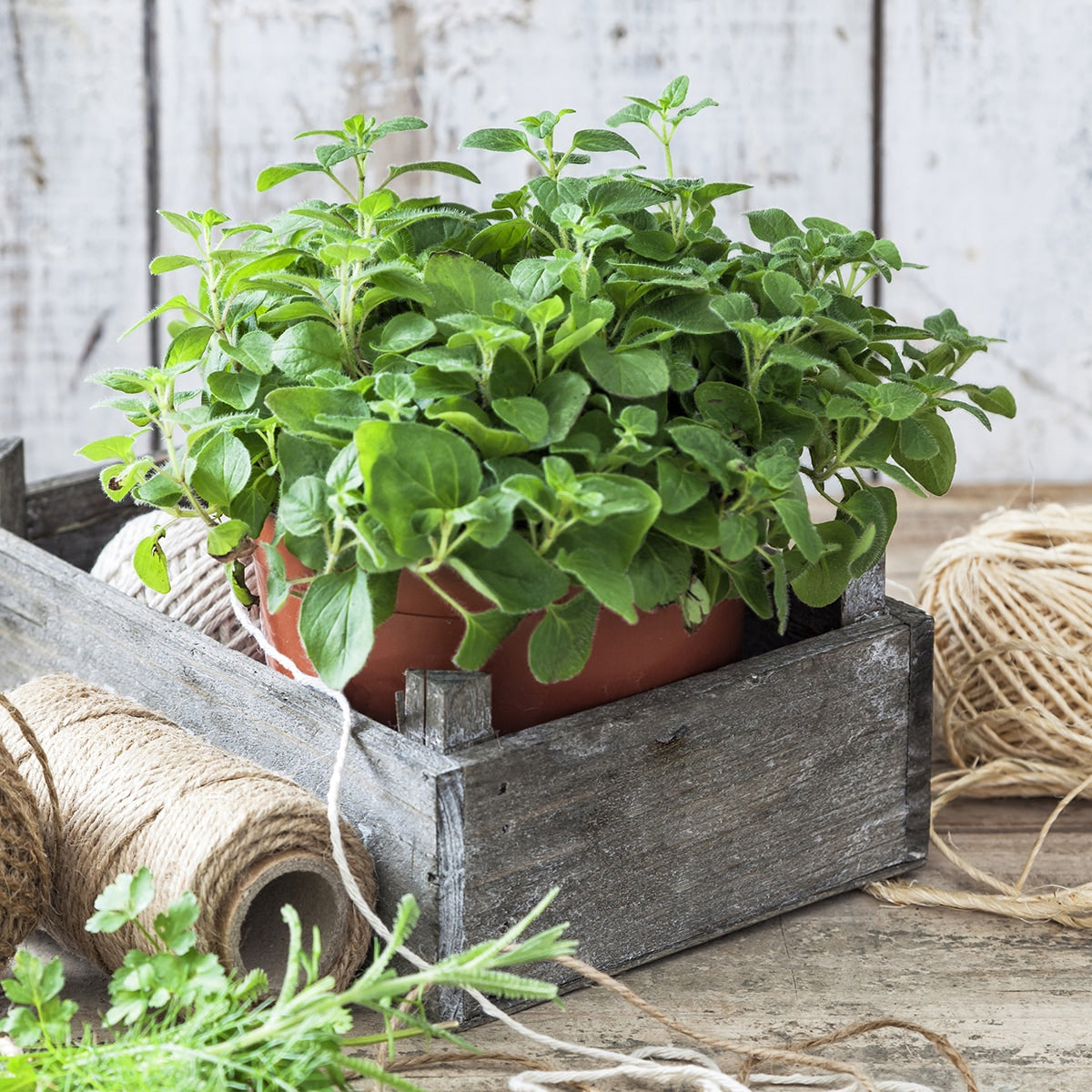Purely Organic Common Italian Oregano Seeds - USDA Organic