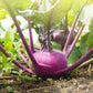 Purely Organic Purple Vienna Kohlrabi Seeds - USDA Organic