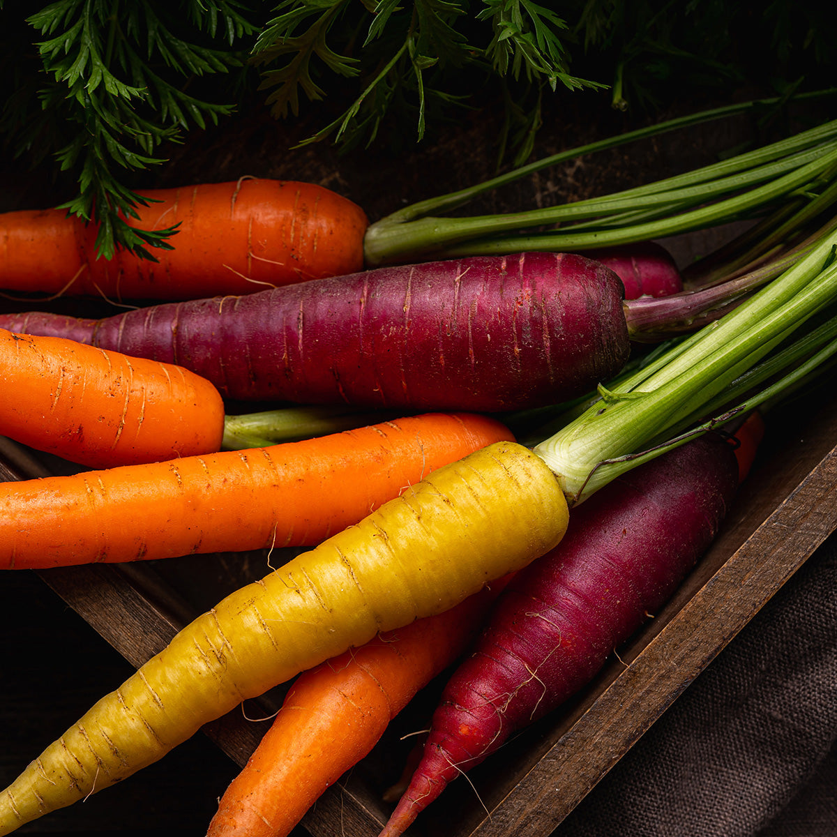 Purely Organic Rainbow Blend Carrot Seeds - USDA Organic