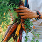 Purely Organic Rainbow Blend Carrot Seeds - USDA Organic
