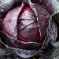 Purely Organic Red Acre Cabbage Seeds - USDA Organic