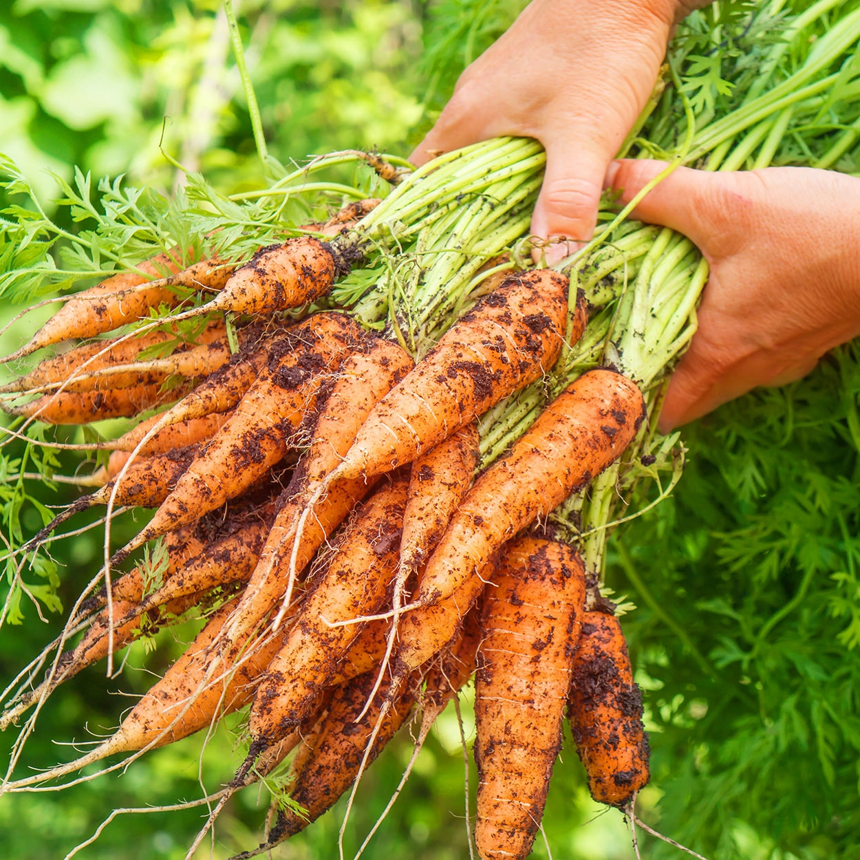 Purely Organic Scarlet Nantes Carrot Seeds - USDA Organic