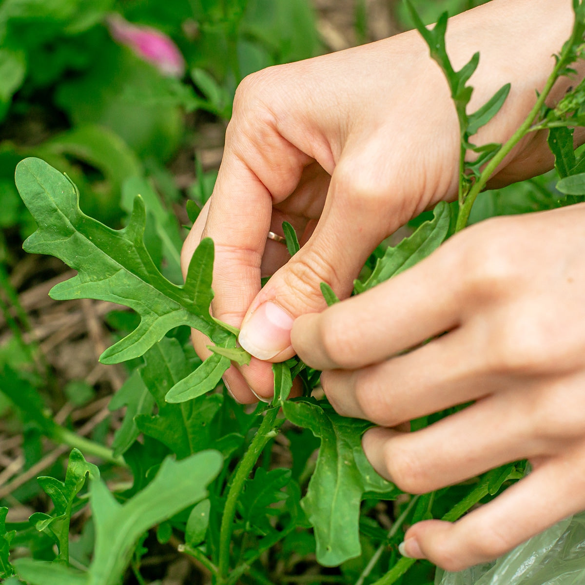 Purely Organic Slow Bolt Arugula Seeds - USDA Organic