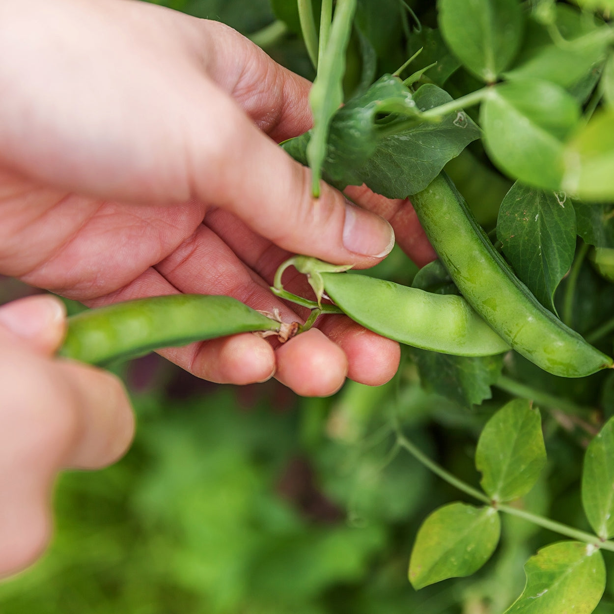 Purely Organic Sugar Daddy Snap Pea Seeds - USDA Organic