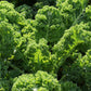 Purely Organic Vates Blue Scotch Curled Kale Seeds - USDA Organic