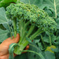 Purely Organic Waltham 29 Broccoli Seeds - USDA Organic