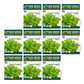 Purely Organic Buttercrunch Lettuce Seeds - USDA Organic