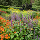 500 PURPLE ANISE HYSSOP (Licorice Mint / Blue Giant) Agastache Foeniculum Herb Flower Seeds