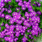 25 STARDUST ICE PLANT Mesembryanthemum Delosperma Floribunda Perennial Purple & White Flower Seeds