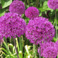 20 STAR OF PERSIA ALLIUM Christophii Silvery Amethyst Purple Flower Seeds