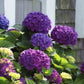 Purple Hydrangea Seeds - Beautiful Attractive Showy and Hardy Perennial Flowers