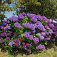 Purple Hydrangea Seeds - Beautiful Attractive Showy and Hardy Perennial Flowers