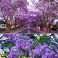 Purple Jacaranda - 20 Seeds - Mimosifolia Purple Flowers Tree