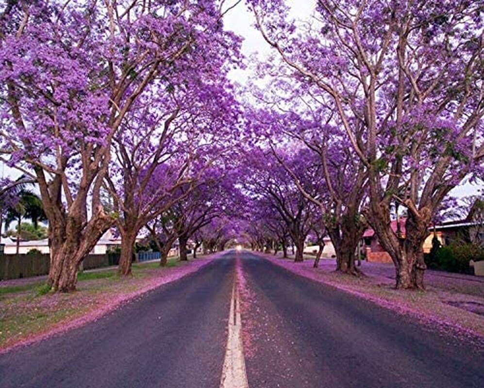 Purple Jacaranda - 20 Seeds - Mimosifolia Purple Flowers Tree – Orchid ...