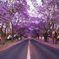 Purple Jacaranda - 20 Seeds - Mimosifolia Purple Flowers Tree