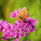 Purple Magic Creeping Thyme Seeds - Easy-Grow, Fragrant Ground Cover Plants, Open Pollinated - Thymus Serpyllum