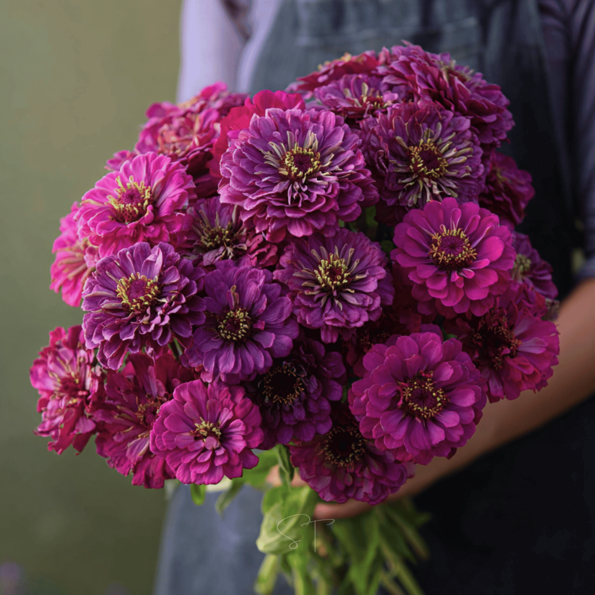Purple Prince Zinnia – 100 Seeds – Orchid Stuff Plus