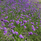 Purple Top Vervain – 100 Seeds
