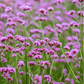 Purple Top Vervain – 100 Seeds