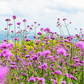 Purple Top Vervain – 100 Seeds