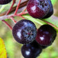 30 PURPLE CHOKEBERRY Aronia Prunifolia White Flower Fruit Shrub Seeds