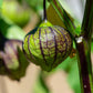 50 PURPLE TOMATILLO Husk Tomato Physalis Ixocarpa Fruit Vegetable Seeds