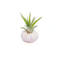 Purple Urchin with Tillandsia Air Plant