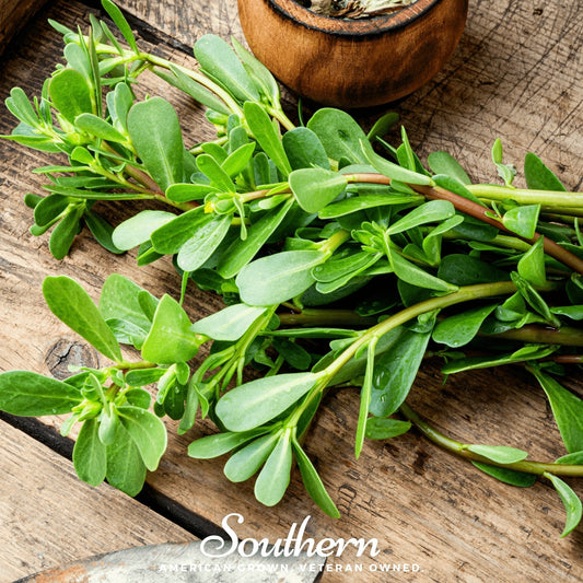 Purslane – 100 Seeds