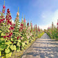 25 MAROON RED HOLLYHOCK Alcea Rosea Flower Seeds Perennial