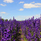 50 BLACK KNIGHT DELPHINIUM Elatum Cultorum Pacific Giant Larkspur Perennial Flower Seeds