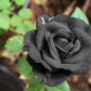 5 BLACK ROSE Rosa Bush Shrub Perennial Flower Seeds