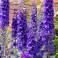 50 BLACK KNIGHT DELPHINIUM Elatum Cultorum Pacific Giant Larkspur Perennial Flower Seeds