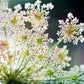 Queen Anne’s Lace – 100 Seeds