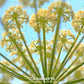 Queen Anne’s Lace – 100 Seeds