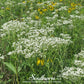 Wild Quinine – 50 Seeds