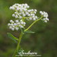 Wild Quinine – 50 Seeds